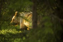 Бурий ведмідь полювання в лісі тайга, Фінляндія — стокове фото