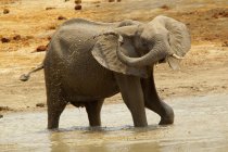 Baño de elefantes en el Parque Nacional de Mana Pools - foto de stock