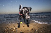 Wet dog shaking off water on seashore — Stock Photo