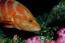 Coral grouper peixes no fundo do mar, close up shot — Fotografia de Stock