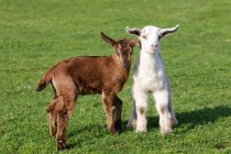 Dos cabritos de cabra en el campo verde - foto de stock