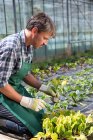 Agricultor biológico que cuida de plantas jovens em politúnel — Fotografia de Stock