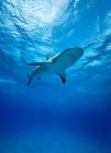 Подводный вид на плавающую тигровую акулу — стоковое фото