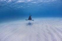Great Hammerhead Shark swimming under water — Stock Photo