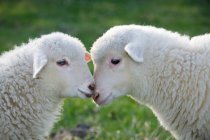 Deux agneaux face à face — Photo de stock