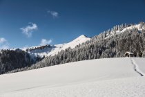 Árboles en la ladera de la montaña nevada - foto de stock