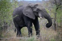 Elefante en la Reserva de Caza Sabi Sand - foto de stock