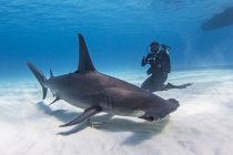 Diver accanto al grande squalo martello, vista subacquea — Foto stock