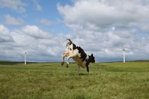 Cow jumping on field — Stock Photo