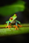 Червоні очі деревна жаба — стокове фото