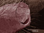 Coloured scanning electron micrograph of parasitic wasp cocoon — Stock Photo