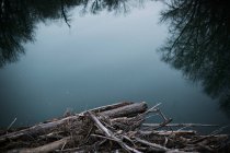 Detriti di alberi sulla riva del fiume — Foto stock