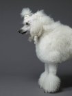 Caniche branco em pé no perfil — Fotografia de Stock