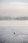 Anatra solitario nuotare nel lago nebbioso — Foto stock