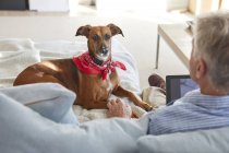 Собака дивиться власника за допомогою цифрового планшета на дивані — стокове фото