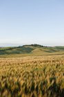 Campo de cebada a la luz de la tarde cerca de Siena - foto de stock