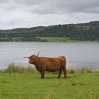 Vaca montañosa pastando en el prado - foto de stock