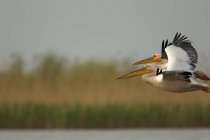 Pelícanos blancos volando en el Delta del Danubio - foto de stock
