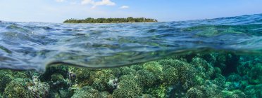 Arrecife de coral y superficie de agua - foto de stock