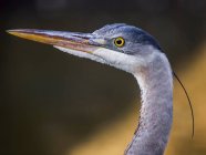Great blue heron — Stock Photo