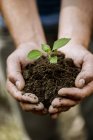 Male hands holding soil with seedling — Stock Photo