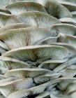 Close up of ripe White fungus mushrooms — Stock Photo