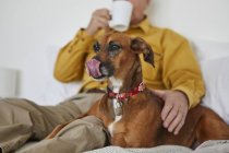 Dog relaxing with owner — Stock Photo