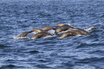 Grupo de focas portuárias — Fotografia de Stock