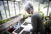 Jardinero femenino maduro cuidando plántulas en invernadero - foto de stock