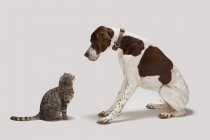 Zeiger Hund und Katze schauen einander an — Stockfoto