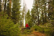 Caminhante descansando sobre toco de árvore, Parque Nacional Sequoia, Califórnia, EUA — Fotografia de Stock