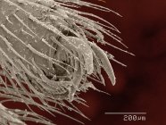 SEM de color del abdomen de araña tejedora de orbes - foto de stock