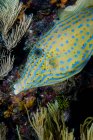 Vista ravvicinata del filefish scarabocchiato — Foto stock