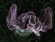 Сканирующий электронный микрограф очень маленького паука — стоковое фото