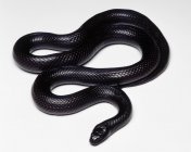 Serpiente real negra mexicana - foto de stock