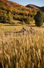 Велогонщики в поле — стоковое фото