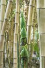 Planta de bambú creciendo, de cerca - foto de stock