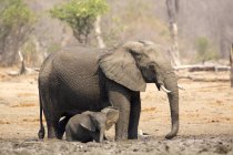Elefante africano ou loxodonta africana com bebê em piscinas de mana parque nacional — Fotografia de Stock