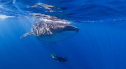 Tiburón ballena con buceador nadando debajo - foto de stock