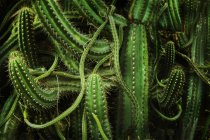 Vista close-up de lindos cactos verdes, quadro completo — Fotografia de Stock