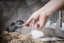 Gerbil being fed by female hand — Stock Photo
