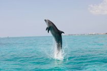 Delfino che salta dall'acqua di mare — Foto stock