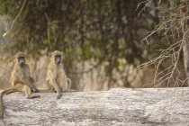 Chacma baboons или Papio cynohalus ursinus juveniles в национальном парке mana pools — стоковое фото
