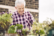 Senior pflegt Topfpflanzen im Dachgarten der Stadt — Stockfoto