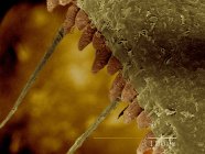 Vorderbein des Hinterhalses Bug Sem — Stockfoto