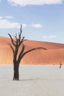 Dead tree on clay pan, Deaddvlei, Sossusvlei National Park, Namibia — Stock Photo