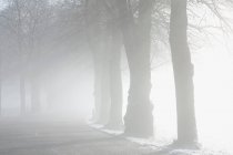 Paesaggio in inverno con tempo nebbioso — Foto stock