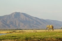 Слон ходит по равнине, Национальный парк Мана Баолс, Зимбабве, Африка — стоковое фото