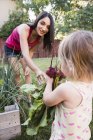 Mother and young daughter, gardening together, gathering fresh vegetables — Stock Photo