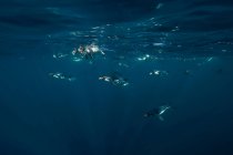 Pinguine schwimmen im Wasser — Stockfoto